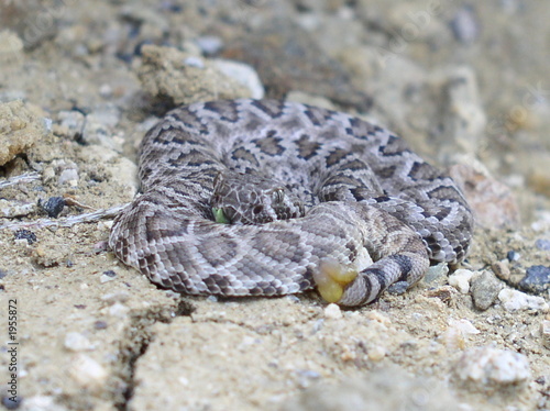 baby mojave rattlesnake