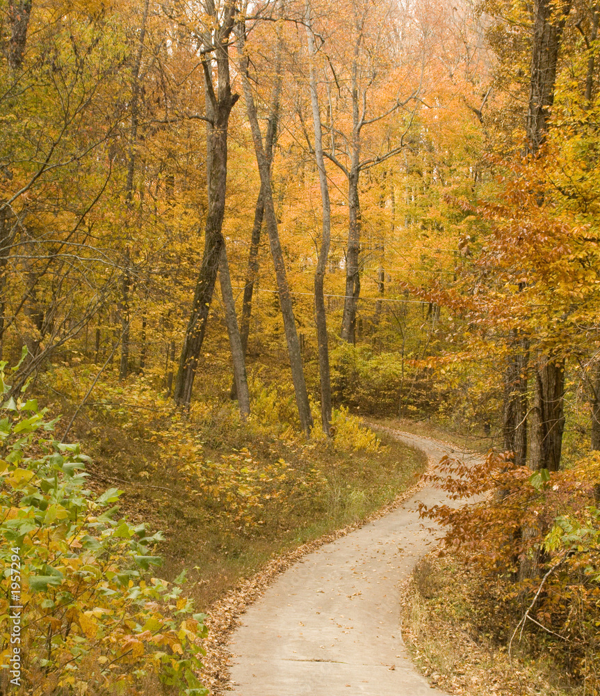 Obraz premium fall trees