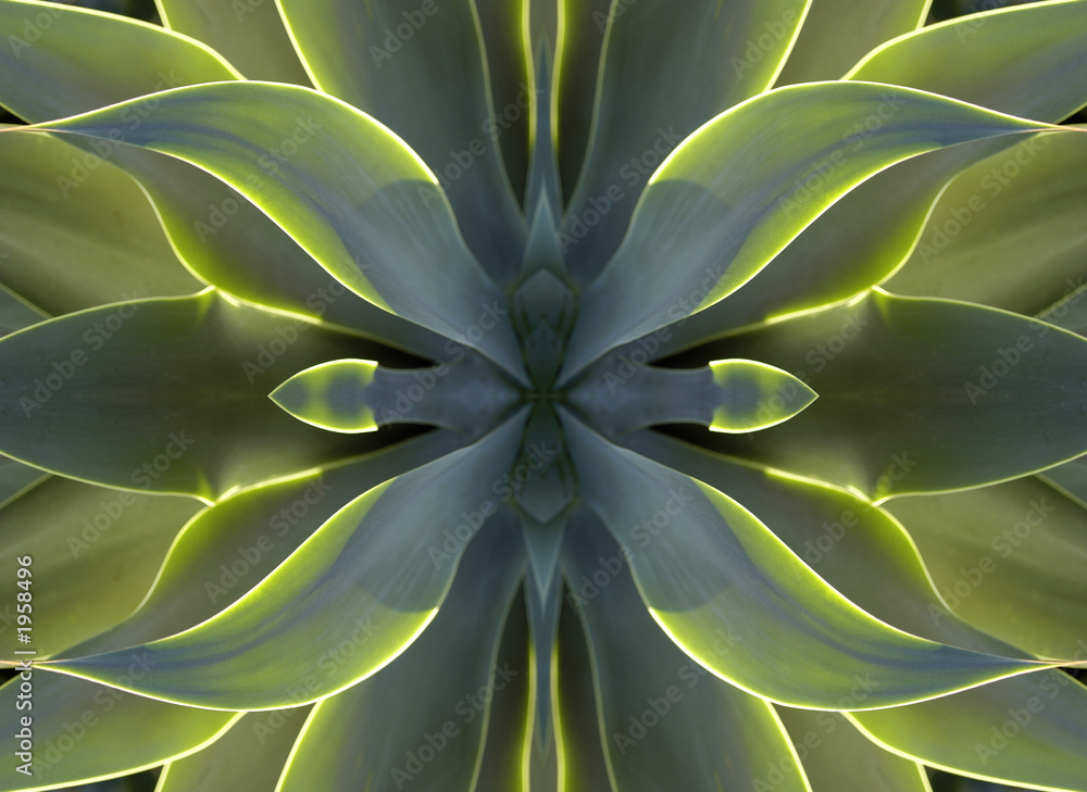 kaleidoscope 7 - agave heart kaleidoscope 7 - agave heart
