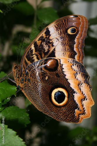 brown butterfly photo