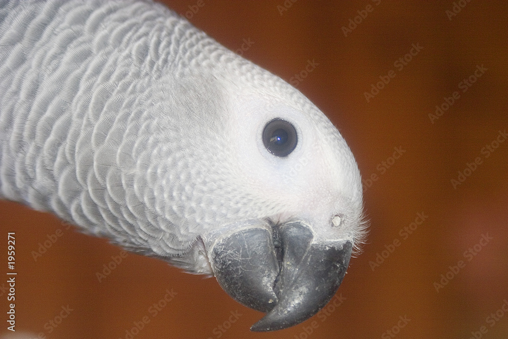 Fototapeta premium i'm nosey