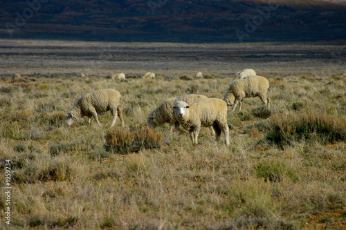 sheep open range 2