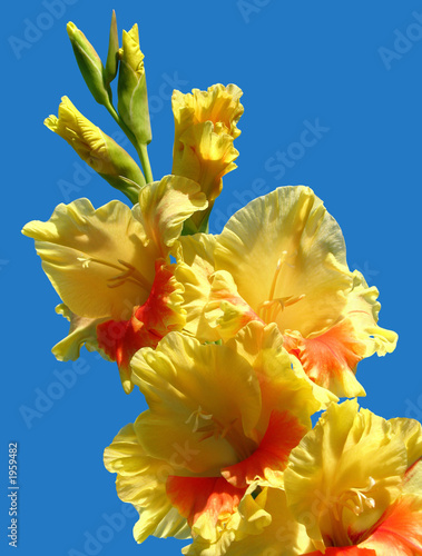 Obraz na płótnie yellow-orange gladiolus
