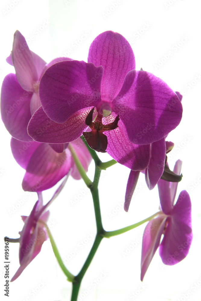 orchid on white orchid on white