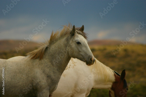 Fototapeta Naklejka Na Ścianę i Meble -  wild horse yearling
