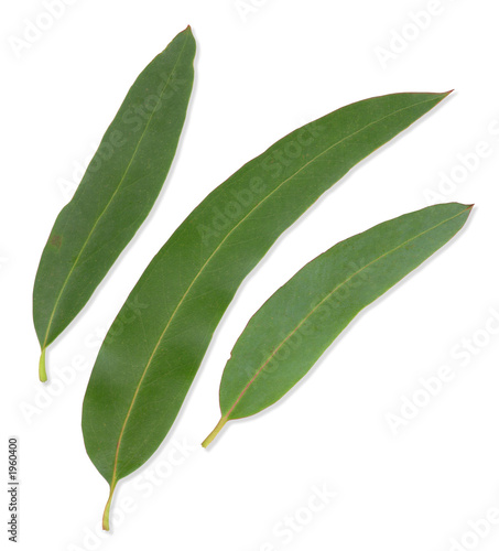 gum leaves with clipping paths