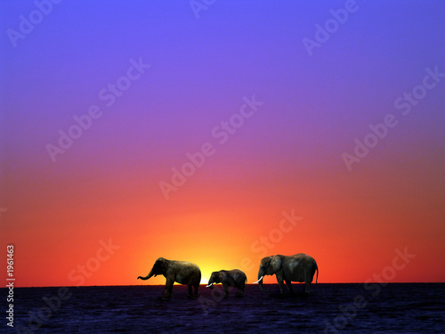 Photography elephants