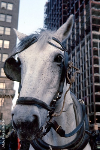 Картината върху платно hansom cab horse