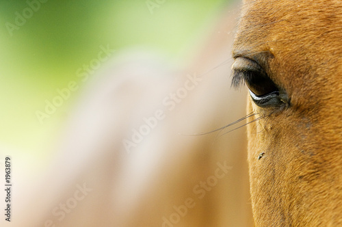 portrait de poney pour noël