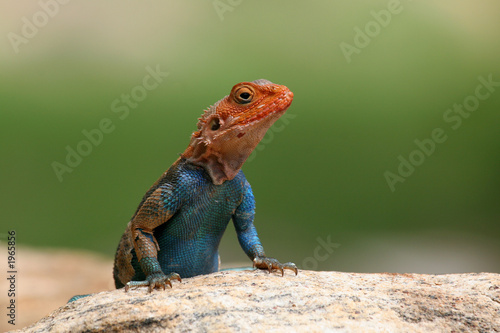 Fotografie agama lizard