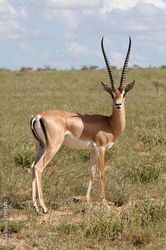 grant gazelle photo