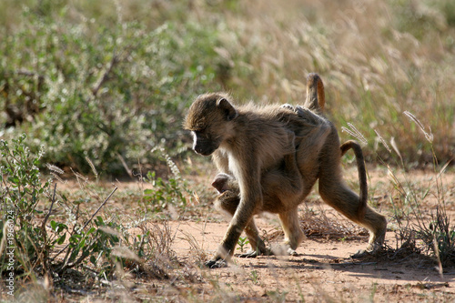baboon siblings