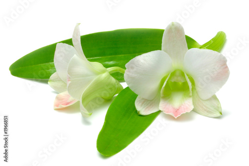white and pink malaysian orchid