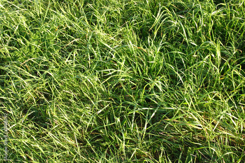long wet grass background.
