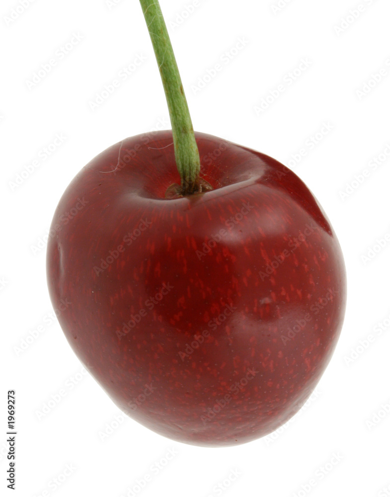 sweet cherry on pure white background sweet cherry on pure white background
