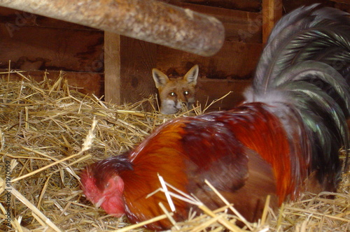 renard à la ferme photo