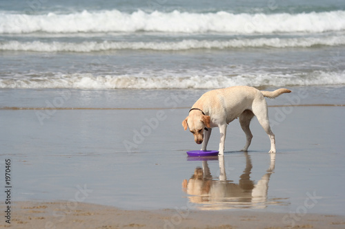 dog and disc