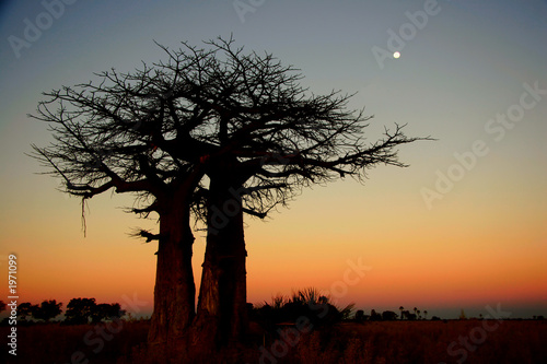Print op canvas baobab tree