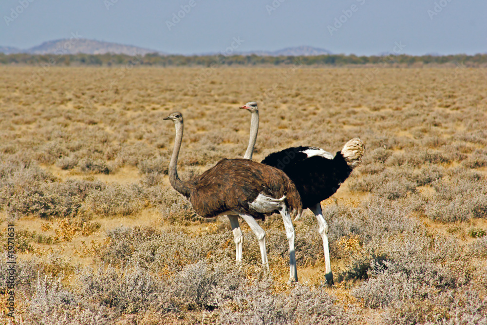 Naklejka premium ostriches