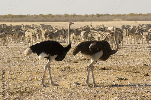 zebras and ostrich