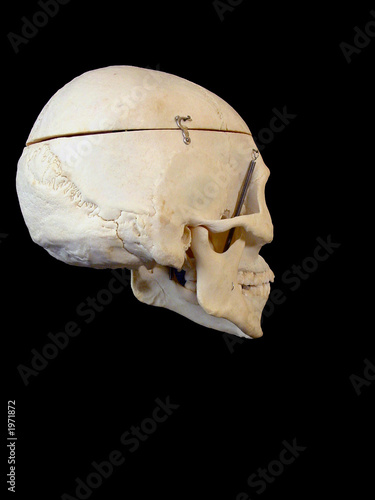 crâne humain