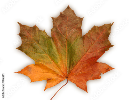 canada national symbol