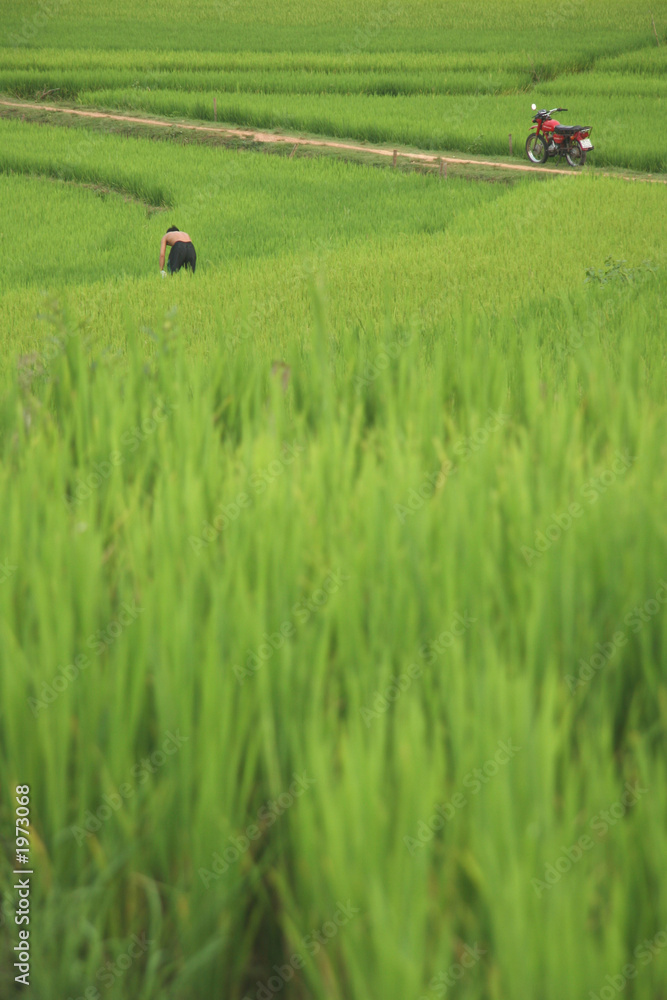 vietnam - un paysan et sa moto dans les rizieres vietnam - un paysan et sa moto dans les rizieres