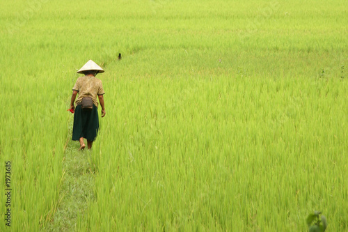 vietnam - femme dans les rizieres