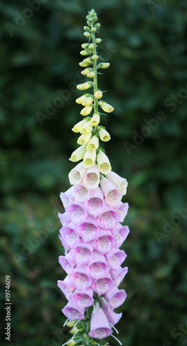 flower detail