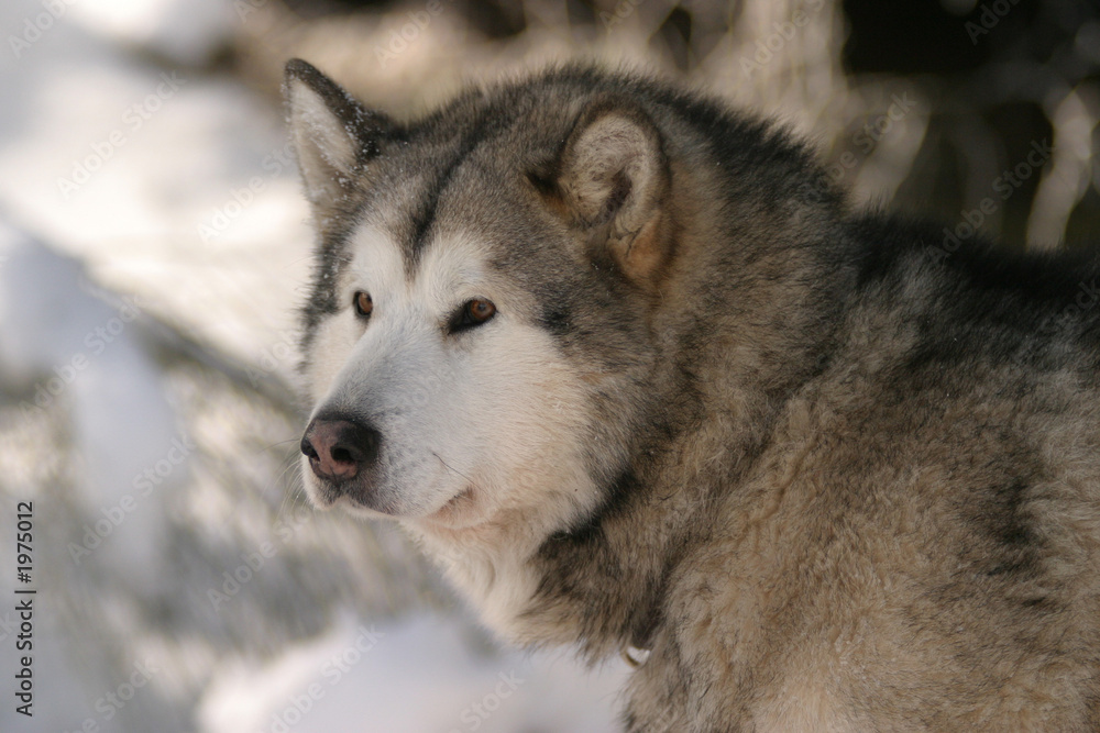 Obraz premium draught dog