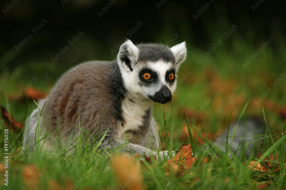 monkey ring-tailed lemur monkey ring-tailed lemur