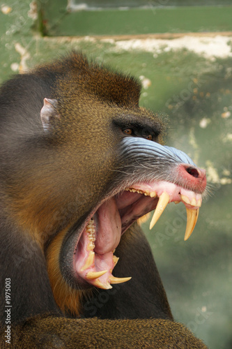 Fotografia monkey mandrill