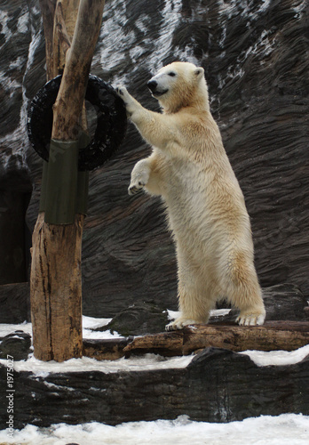 polar bear, ursus maritimus