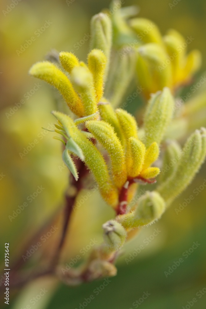 yellow kangaroo paws yellow kangaroo paws
