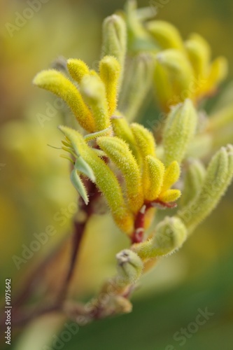yellow kangaroo paws