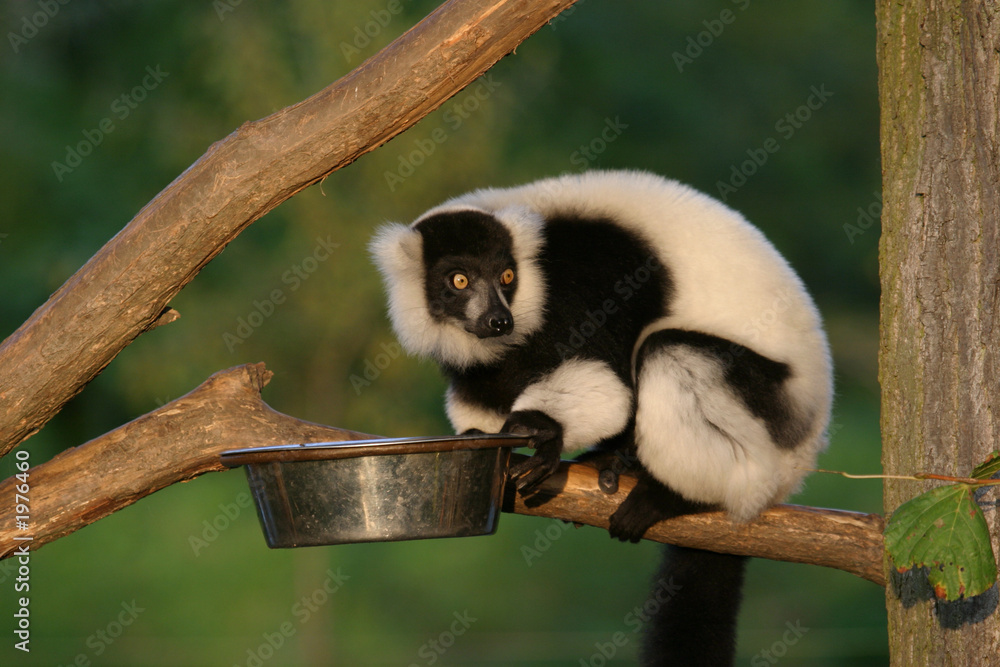 Obraz premium monkey ruffed lemur