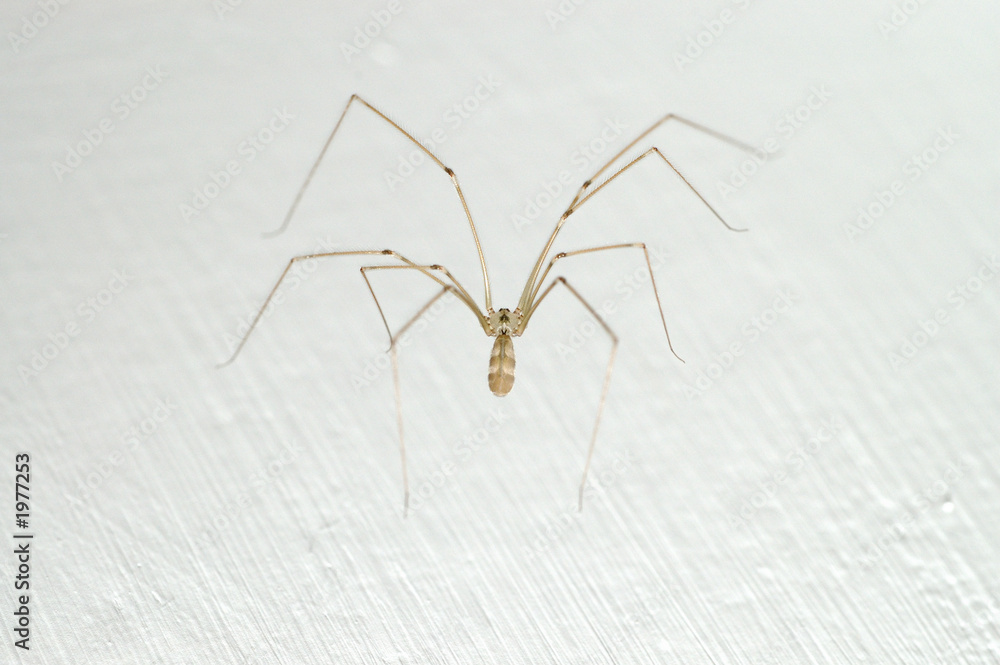 spider1 spider1