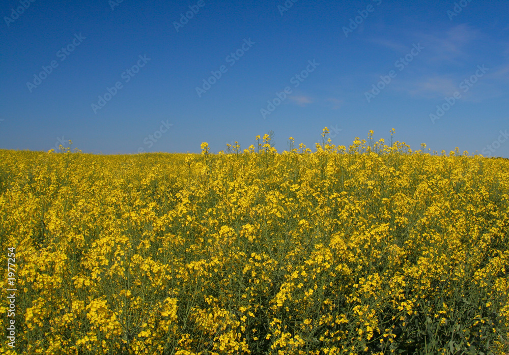 canola field canola field