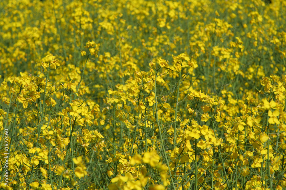 sea of canola flowers