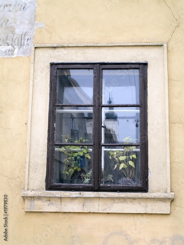 window with flowers