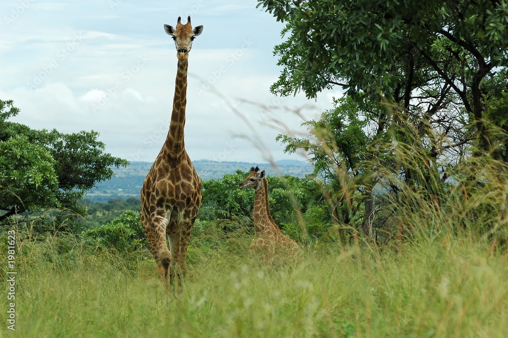 Naklejka premium girafe et girafon dans le kruger en afrique du sud