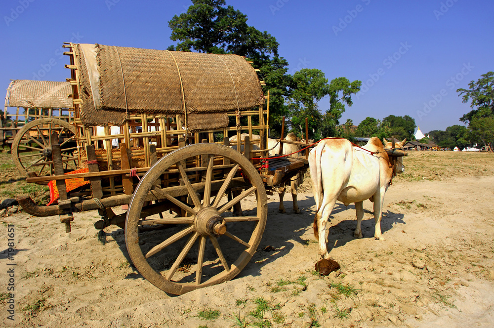 myanmar, mingun: bullock cart