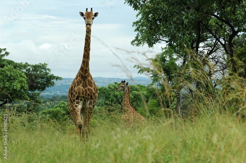 girafe et girafon dans le kruger en afrique du sud photo