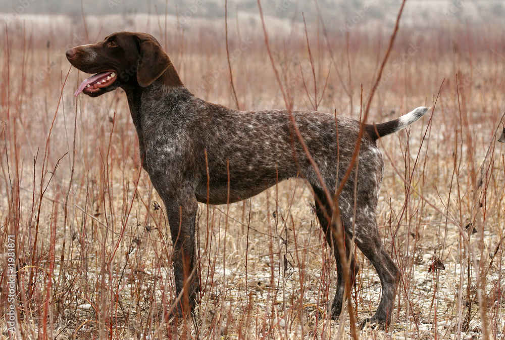 german pointer