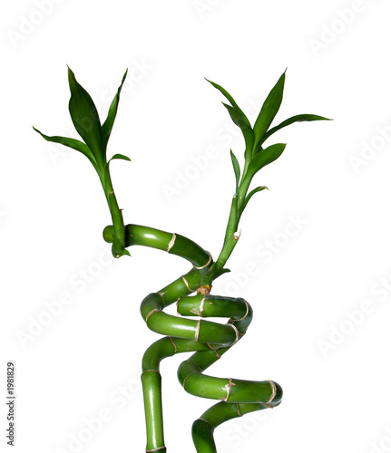 bambu de la suerte photo