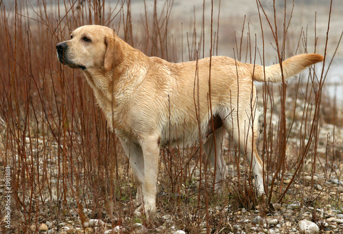 Quadro em tela working labrador retriever