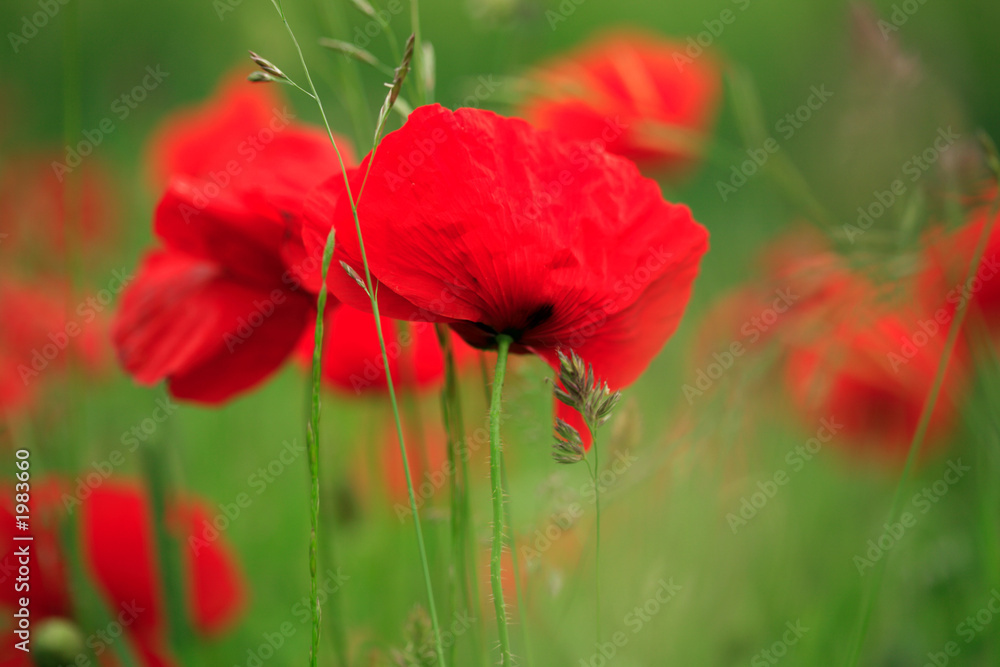 Obraz premium poppy field