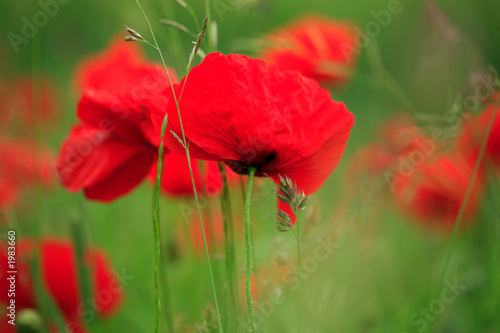 poppy field