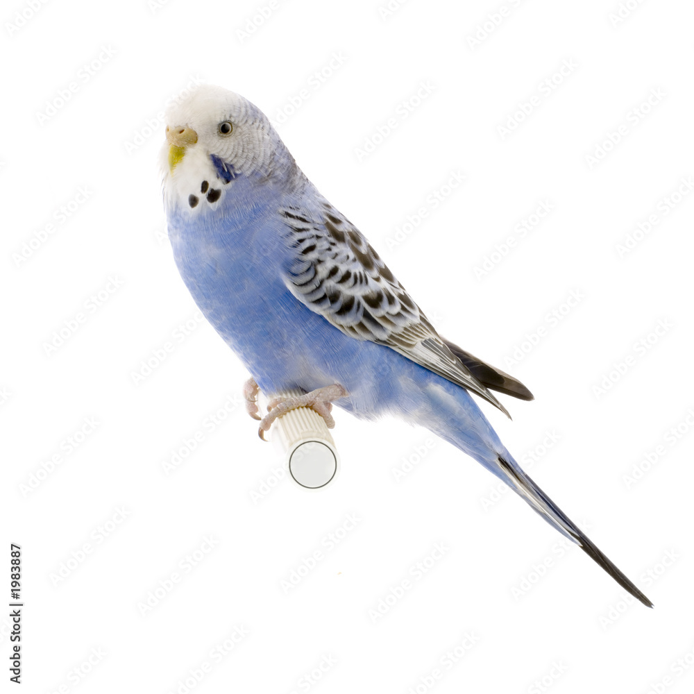 perruche bleue et blanche perruche bleue et blanche