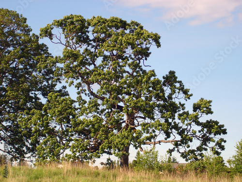 Fotografi garry oak in saanich bc